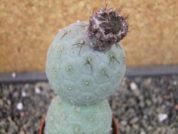 Tephrocactus geometricus pot 5,5 cm - 12403287