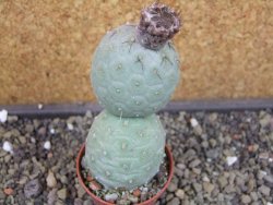 Tephrocactus geometricus pot 5,5 cm - 12403288