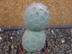 Tephrocactus geometricus pot 5,5 cm