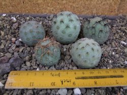 Tephrocactus geometricus pět odnoží velikost L