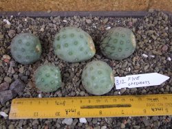 Tephrocactus geometricus pět odnoží velikost L - 12403283