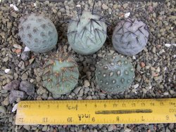 Tephrocactus geometricus pět odnoží velikost L