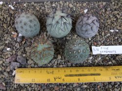 Tephrocactus geometricus pět odnoží velikost L - 12403285