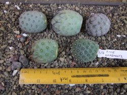 Tephrocactus geometricus pět odnoží velikost L - 12403286
