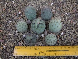 Tephrocactus geometricus sedm odnoží velikost M