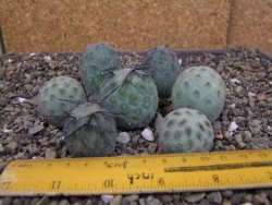 Tephrocactus geometricus sedm odnoží velikost M - 12403291