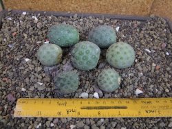 Tephrocactus geometricus sedm odnoží velikost M - 12403292