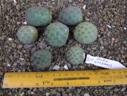 Tephrocactus geometricus sedm odnoží velikost M - 12403293