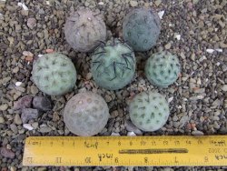 Tephrocactus geometricus sedm odnoží velikost M