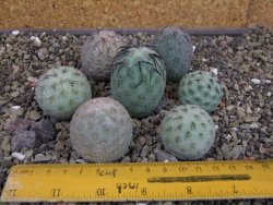 Tephrocactus geometricus sedm odnoží velikost M - 12403295