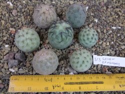 Tephrocactus geometricus sedm odnoží velikost M - 12403296