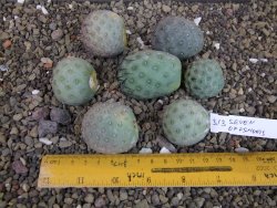 Tephrocactus geometricus sedm odnoží velikost M - 12403297