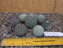 Tephrocactus geometricus sedm odnoží velikost M - 12403299