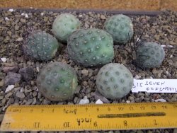 Tephrocactus geometricus sedm odnoží velikost M - 12403300