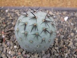 Tephrocactus geometricus odnož velikost XXL