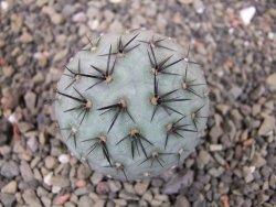 Tephrocactus geometricus odnož velikost XXL - 12403302