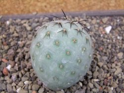 Tephrocactus geometricus odnož velikost XXL - 12403303