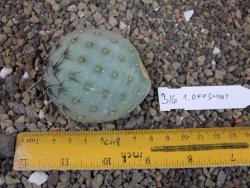 Tephrocactus geometricus odnož velikost XXL - 12403304