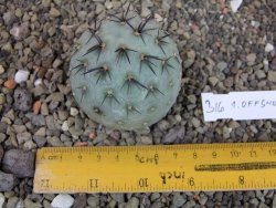 Tephrocactus geometricus odnož velikost XXL - 12403305