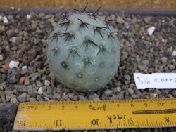 Tephrocactus geometricus odnož velikost XXL - 12403306