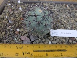 Tephrocactus geometricus odnož velikost XXL - 12403307