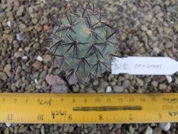 Tephrocactus geometricus odnož velikost XXL - 12403308