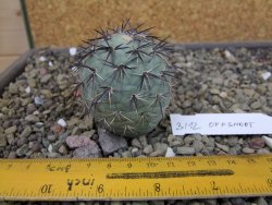 Tephrocactus geometricus odnož velikost XXL