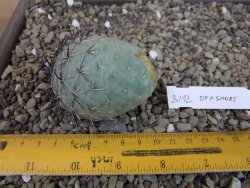 Tephrocactus geometricus odnož velikost XXL - 12403310
