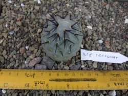 Tephrocactus geometricus odnož velikost XXL - 12403311