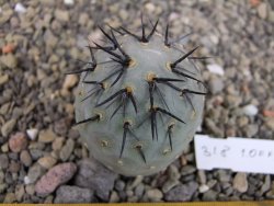 Tephrocactus geometricus odnož velikost XXL