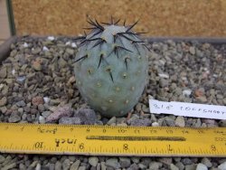Tephrocactus geometricus odnož velikost XXL - 12403313