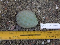 Tephrocactus geometricus odnož velikost XXL - 12403314