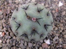Tephrocactus geometricus odnož velikost XXL