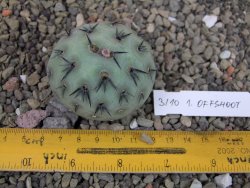 Tephrocactus geometricus odnož velikost XXL - 12403316