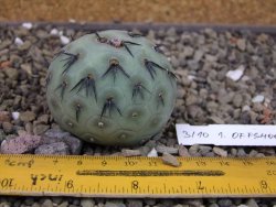 Tephrocactus geometricus odnož velikost XXL - 12403317