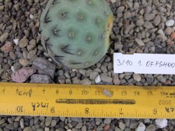 Tephrocactus geometricus odnož velikost XXL - 12403318