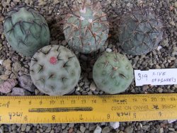 Tephrocactus geometricus pět odnoží velikost L