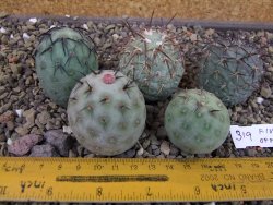 Tephrocactus geometricus pět odnoží velikost L - 12403325