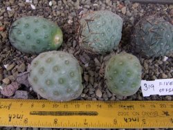 Tephrocactus geometricus pět odnoží velikost L - 12403326