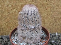 Echinocereus reichenbachii albispinus x bayleyi pot 8,5 cm