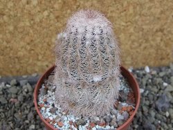 Echinocereus reichenbachii albispinus x bayleyi pot 8,5 cm - 12403333