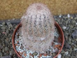 Echinocereus reichenbachii albispinus x bayleyi pot 8,5 cm - 12403334