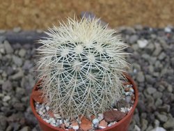 Echinocereus dasyacanthus Brewster pot 5,5 cm - 12403344