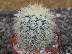 Echinocereus dasyacanthus Brewster pot 5,5 cm - 12403345