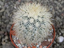 Echinocereus dasyacanthus Brewster pot 5,5 cm
