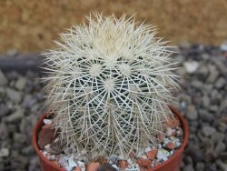 Echinocereus dasyacanthus Brewster pot 5,5 cm - 12403347