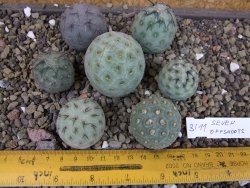Tephrocactus geometricus sedm odnoží velikost M