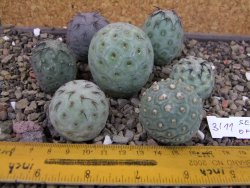 Tephrocactus geometricus sedm odnoží velikost M - 12403349