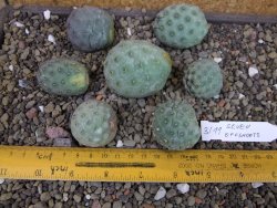 Tephrocactus geometricus sedm odnoží velikost M - 12403350