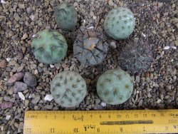 Tephrocactus geometricus sedm odnoží velikost M